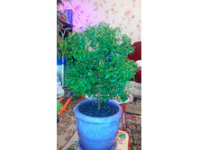 ���� ������������.