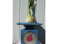 ��� ��������