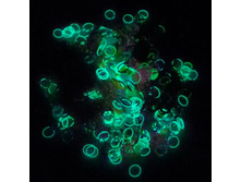 ����� ������� ��� ����� LIMARGY(���������)