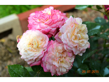 ���� Country Girl ���� ������ ���� (Rosen Tantau) �������2015�