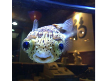 ����� ��������.jpg