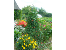 ��������� ������� 16.08.2015 P8160166.JPG