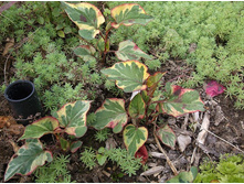 ���������