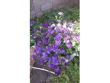 ������ 2015�.