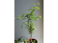 ������������� ���� 2015