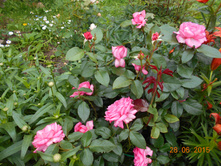 ���� La Rose de Molinard /�����-����. �������