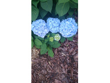 55c26b8b92898 dsc0073.jpg