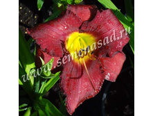 �������� �������.jpg