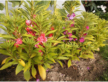 ����������