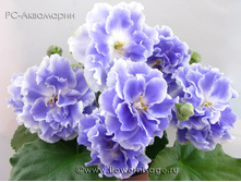 ��-���������