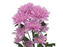 ���������� ��������� 60 ��