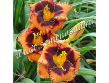 �������� ������� ����� ���.jpg