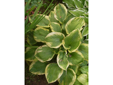 ����� ����� ��������� 130