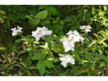 ��������� �����������