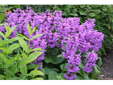 ������� 80 �