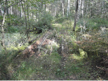 ������ ����