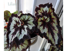 Lilian