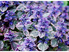 ������� ��������2.JPG