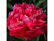 ���� ���� ����������.jpg