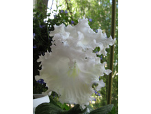 ������������� DS-����� ������