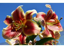 ����� ��� ������