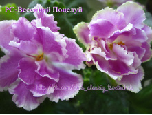 ��- �������� �������