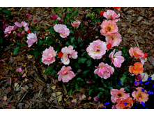 ���� ����������(������� ����� 2015) ������ ���������