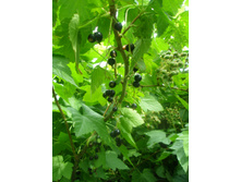 11.07.2015 P7110072.JPG