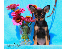 �.� �������