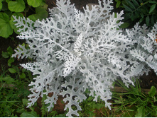 16.08.2015 P8160192.JPG