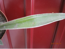 ��� ����,� ����� ����������