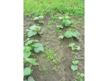 11.07.2015 P7110081.JPG