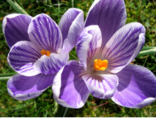 Spring-flowers-1375006.jpg