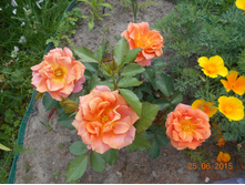 Pumpkin Patch