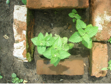 11.07.2015 P7110077.JPG