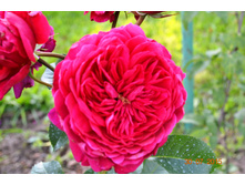 ���� Soul ���� ���� (Rosen Tantau) �������2015�