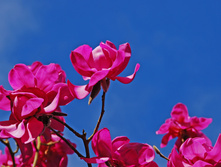 Magnolia-campbellii-1377536.jpg