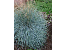 �������� �����