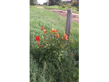 ������ 2015�.