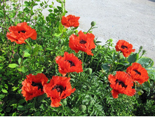 ��� ���������. 120