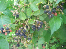 16.08.2015 P8160207.JPG