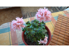 Fairfields(�������)