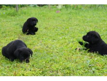 ������ ������� 3��