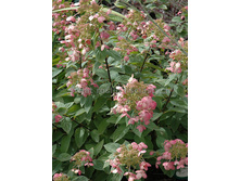 ����� ����*