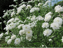 ��������� �����������