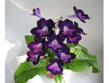 ������������� ��������� �����