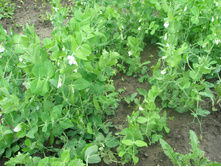 11.07.2015 P7110080.JPG