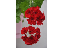 ���������� Jaco