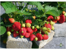 �������� �������� ��������� ���� 61 ���.jpg