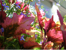 DSCN4093.JPG